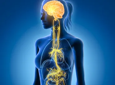 an illustration of the vagus nerve and associated organs