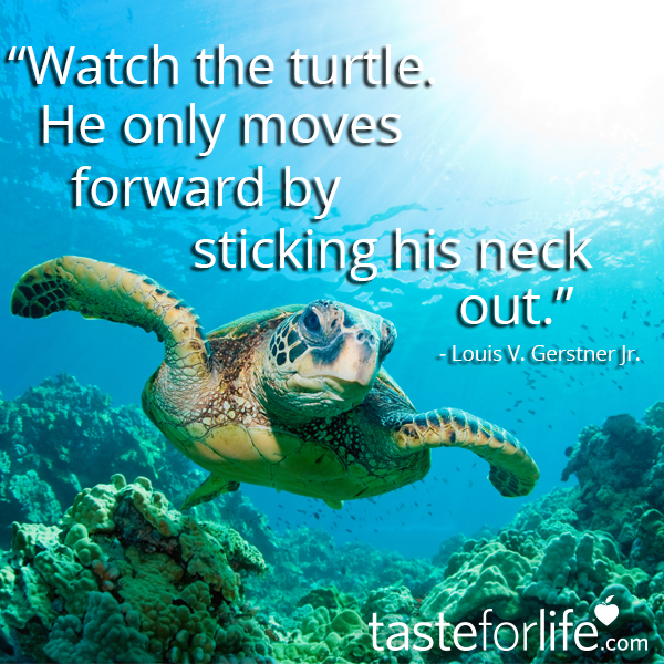 Watch The Turtle | Taste For Life