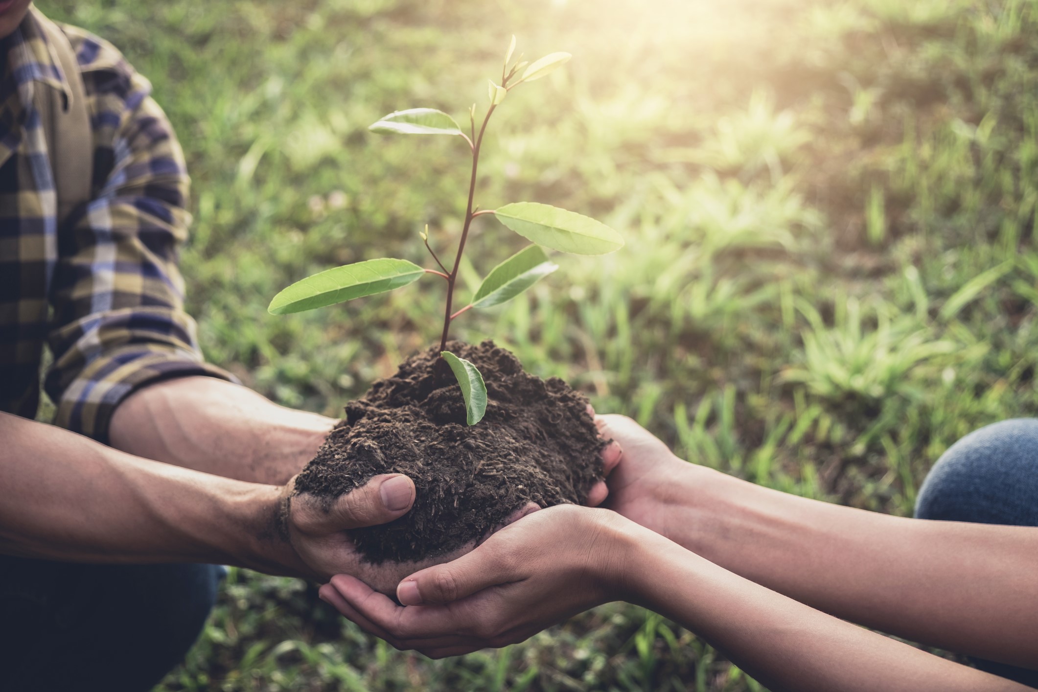 Farmers hands passing a young seedling in earth to be planted.