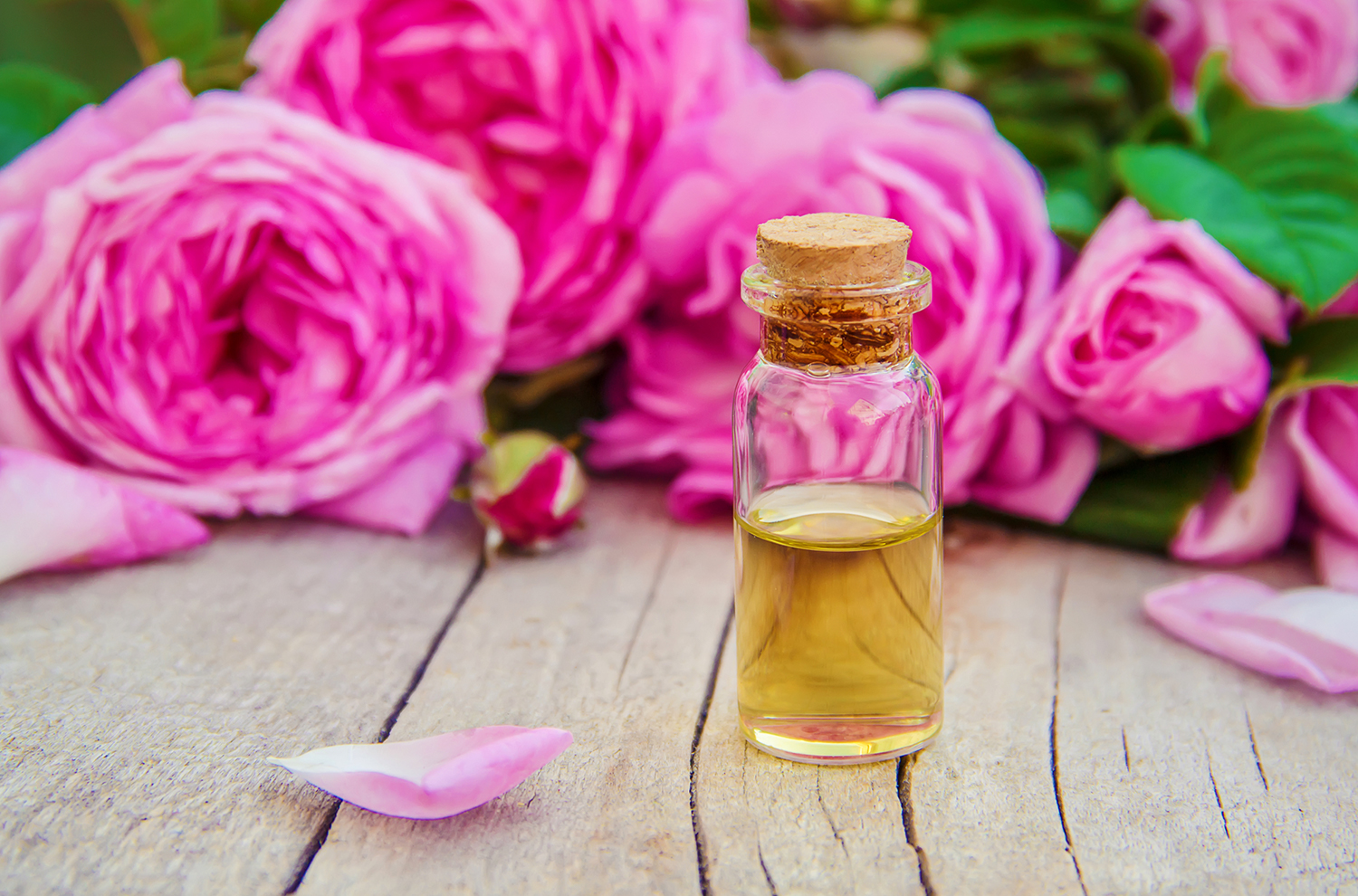 Rose hip oil in a clear corked jar. Pink roses in the background.