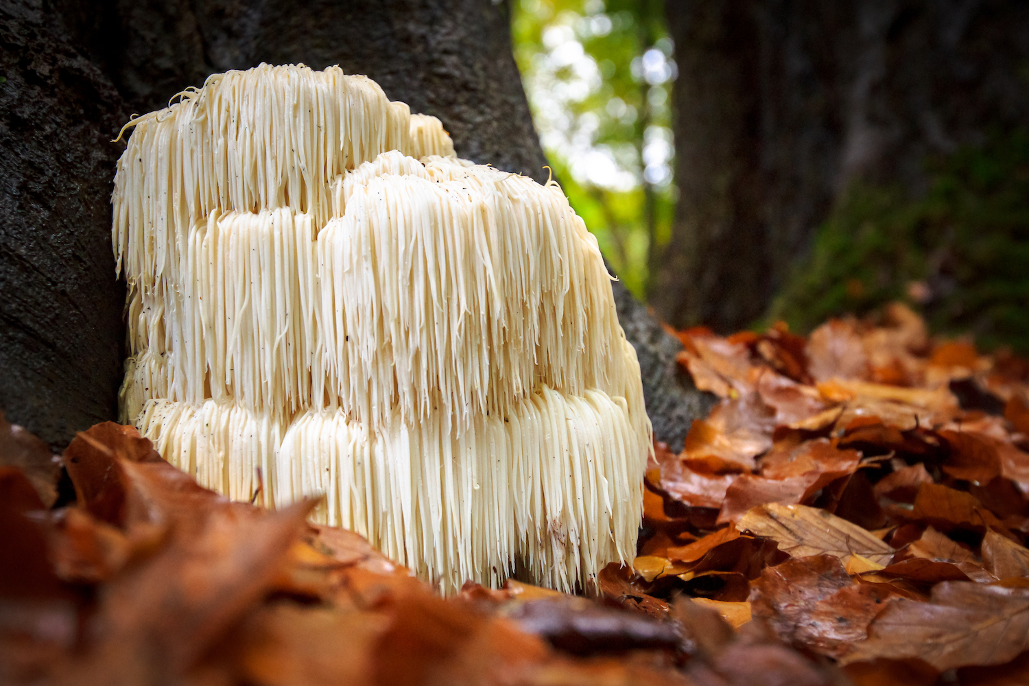 lions mane mushroom in the forest 