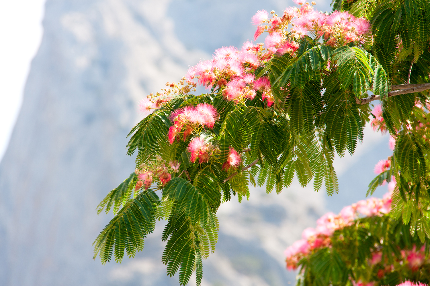 Albizia For Anxiety And Depression Taste For Life