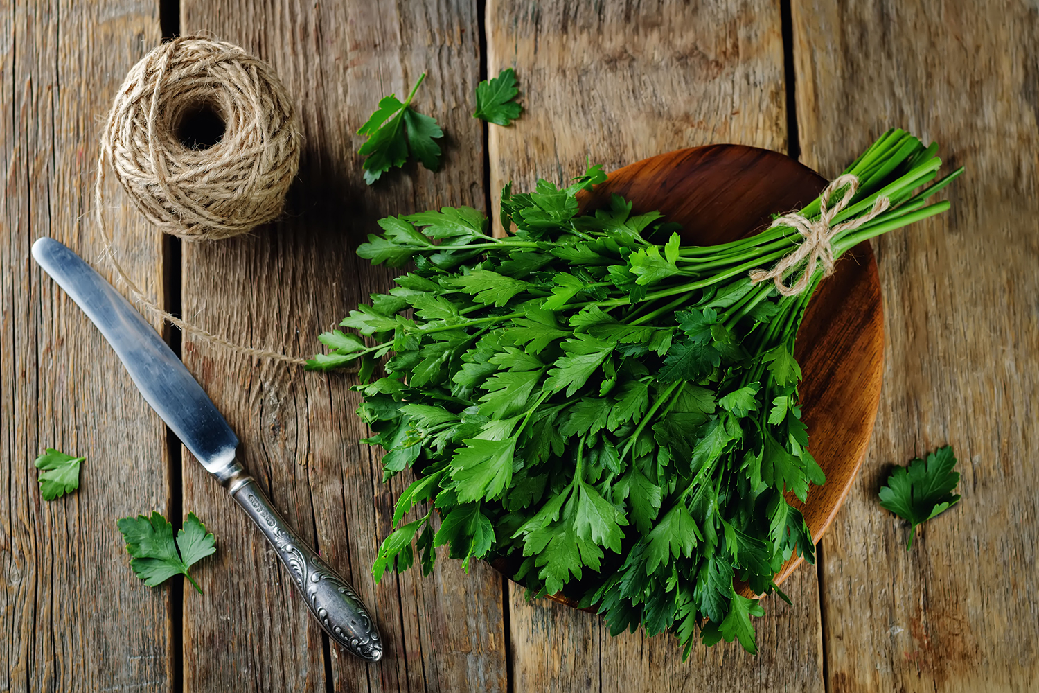 a spring of fresh parsley and gardening tools