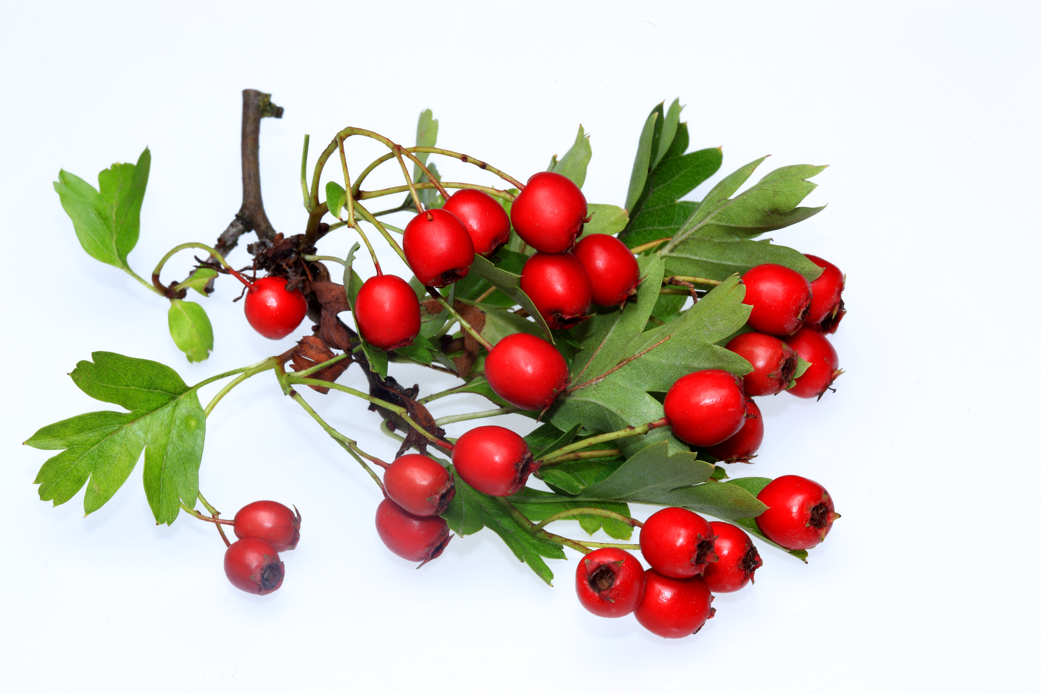 cut branch of hawthorn berries