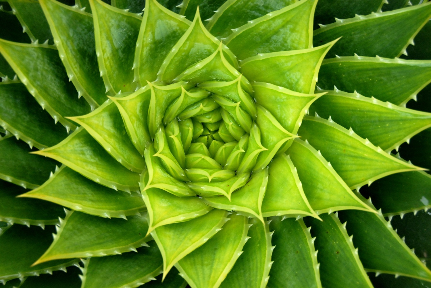 green spiral aloe plant