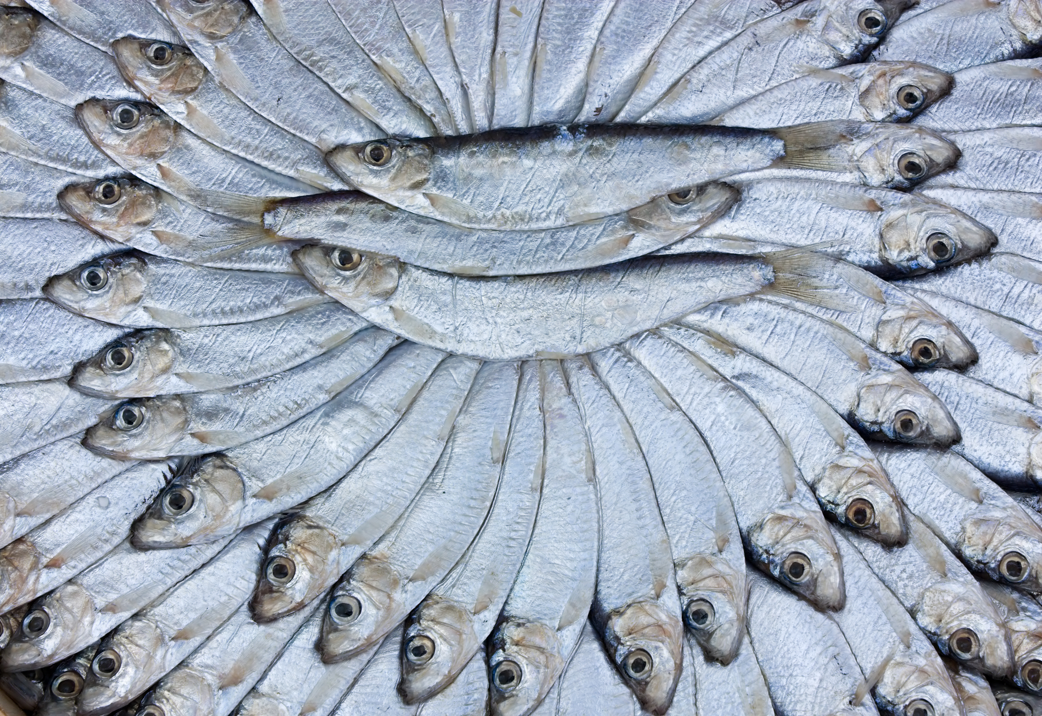 Small oily fish arranged artfully.