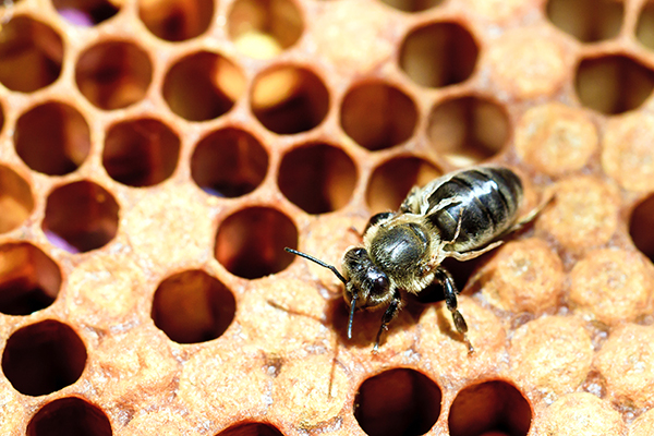 a honeybee with Deformed Wing Virus