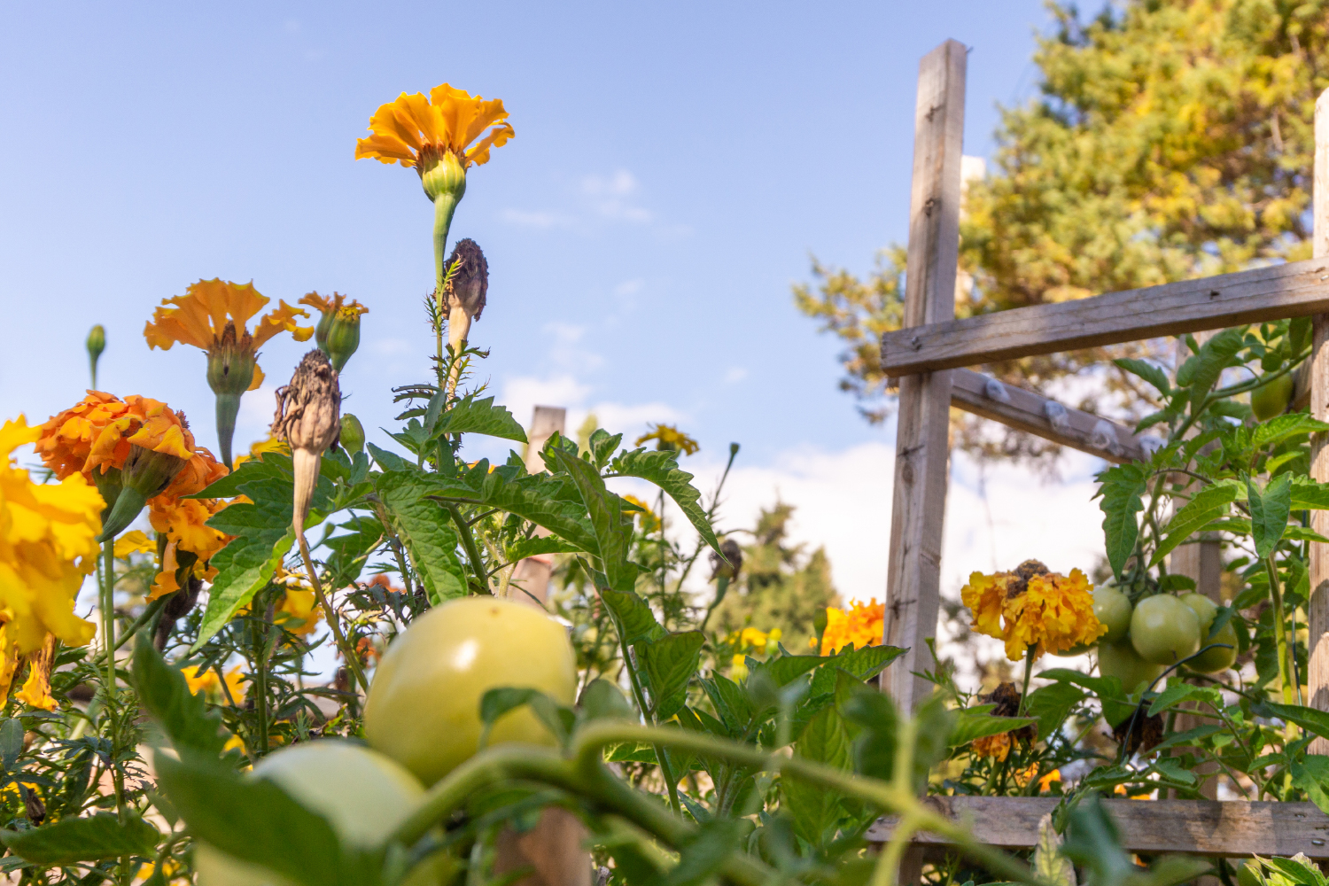 flowers, tomatoes, and more in a biodiverse garden
