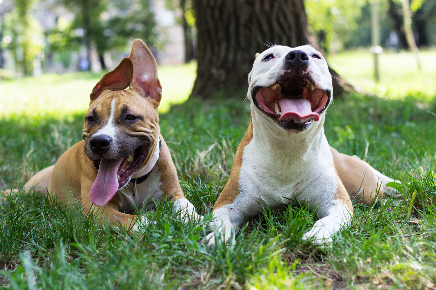 two happy dogs in the park.