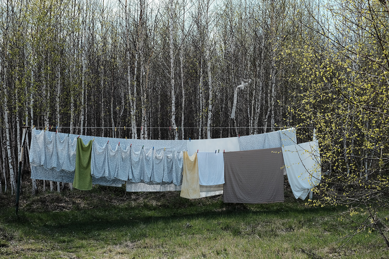 Fresh Laundry hanging on a clothes line with birch trees in the background.