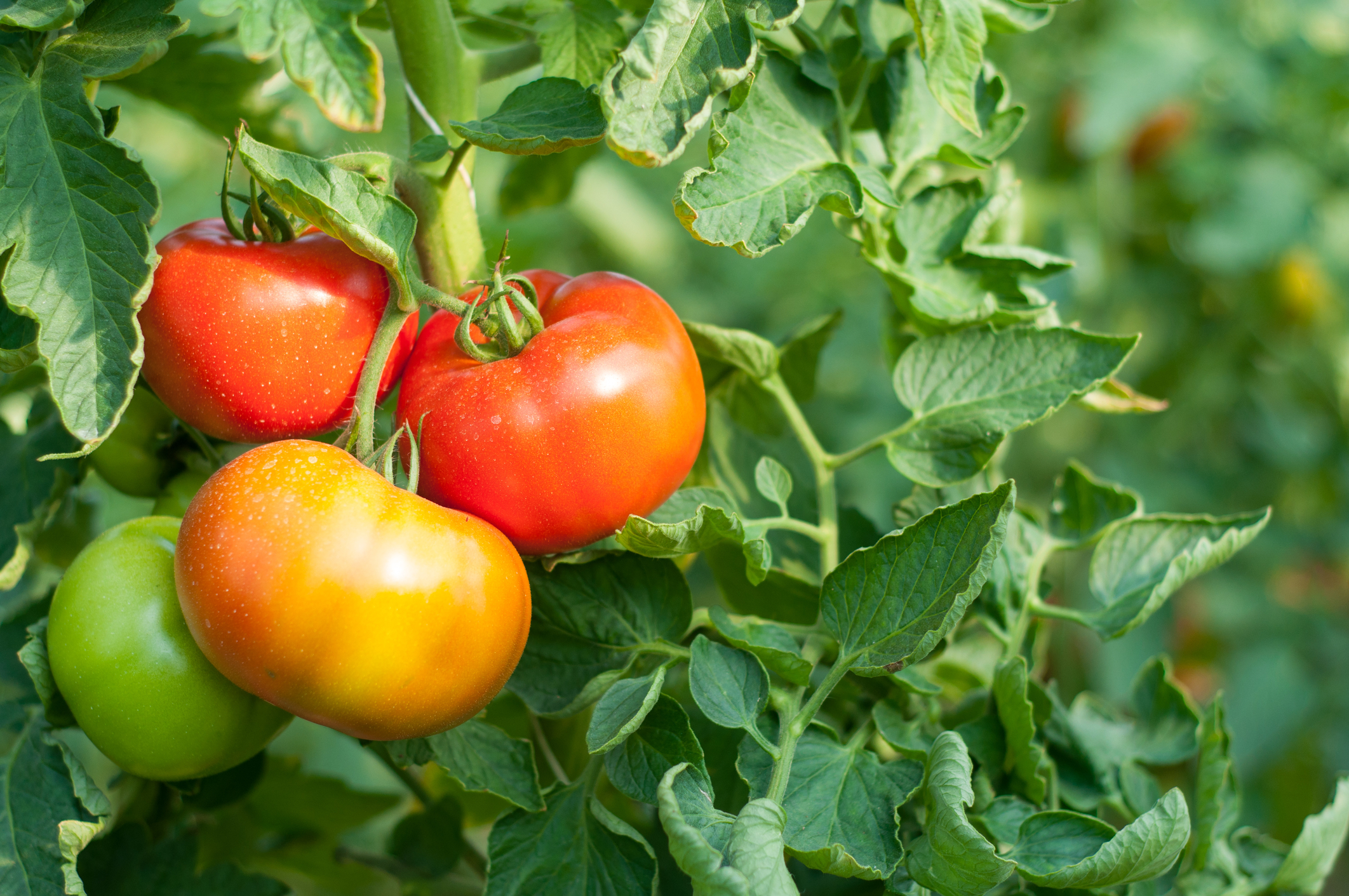 Tomatoes on a leafy vine. 