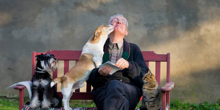 a man on a park bench with his dogs and cat