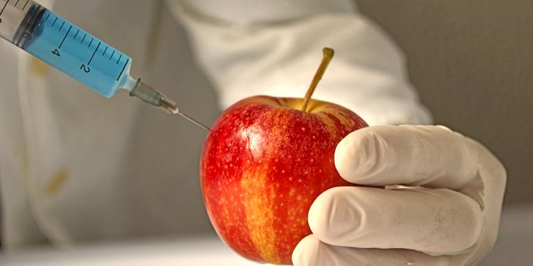 a scientist testing a GMO apple with a syringe