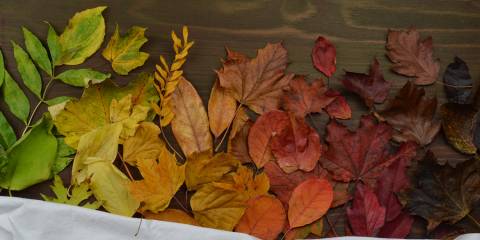 leaves in a row, going from green, to yellow, to orange, to red, to brown, to black