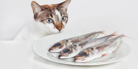 A hungry cat staring at a plate of fish