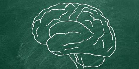 a drawing of a brain on a chalkboard