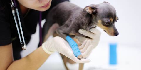 a vet checking on a dog with leg pain