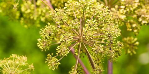 Angelica medicine plant and food, a closeup of the flower.