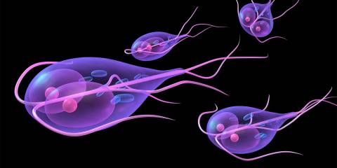 The giardia parasite
