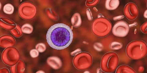 An illustration of red blood cells.
