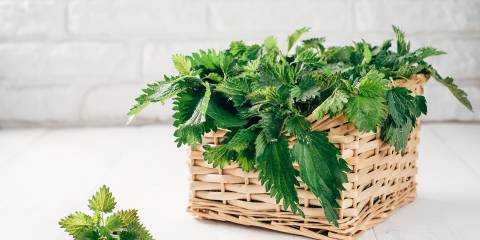 a basket of stinging nettle for your allergies