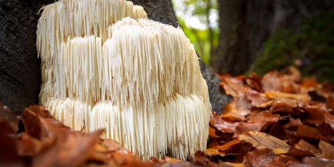 lions mane mushroom in the forest 