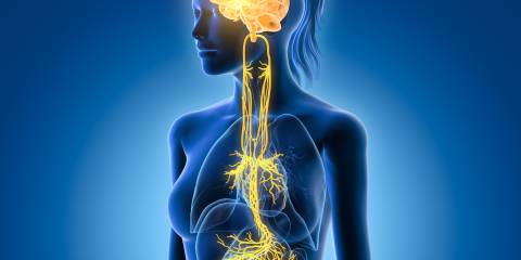 an illustration of the vagus nerve and associated organs
