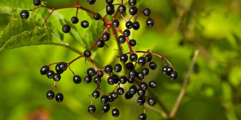 A bush of immune-boosting elderberries