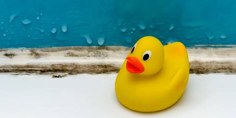 a rubber duck grossed out by mold in the bathroom