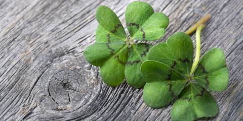 a pair of four-leaf clovers