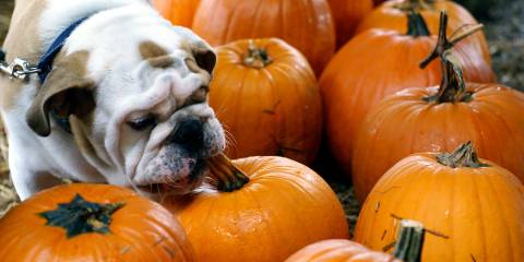 Dog Eating Pumpkin