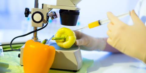 Genetically-modified bell peppers under a microscope, getting stuck with a syringe