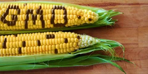 Corn with "GMO" written on the kernels. 