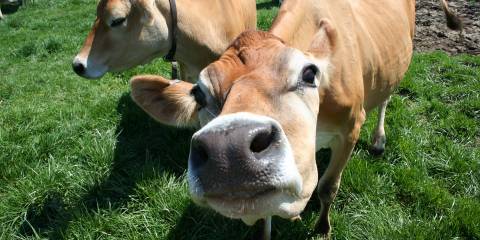 jersey cows in a field sniffing at the camera