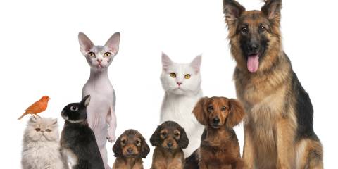 Dogs, cats, rabbits, and a bird for good measure