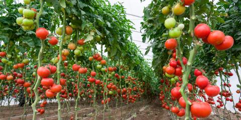 Tomatoes on the vine in a greenhouse. 