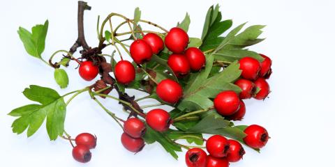 cut branch of hawthorn berries