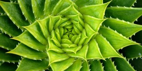 green spiral aloe plant