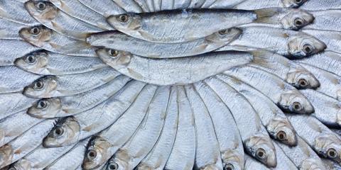 Small oily fish arranged artfully.