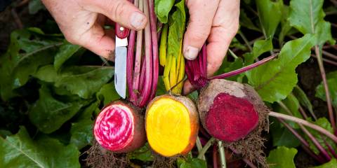 Three different varieties of beets, sliced open in the field to view details.