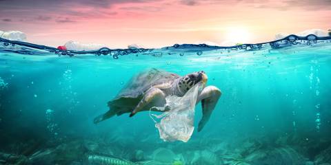 a sea turtle swimming in water littered with plastic