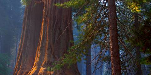 giant sequoia trees growing in a forest