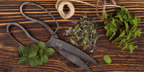 fresh herbs on a table with garden scissors and twine