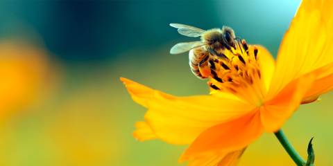 A honey bee landing on a flower