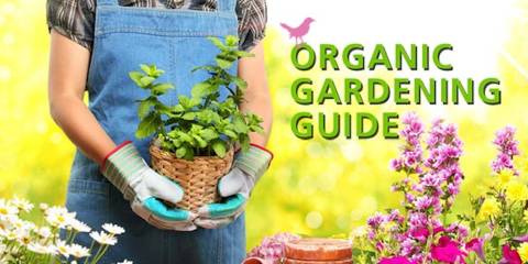 Get your garden going!