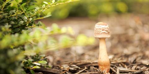 a small white mushroom poking up from garden mulch