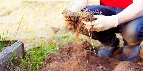 An urban farmer harvesting from a lawn garden