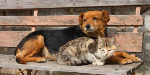 A stray dog and cat snuggling on a bench, waiting to be rescued
