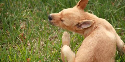 A puppy scratching his face outdoors in the grass.
