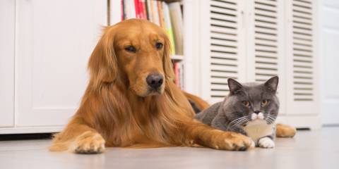 An adult golden retriever lying with an adult gray and white cat. Indoors.